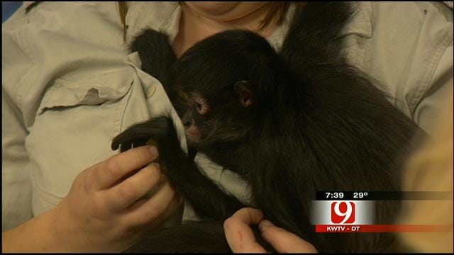 Animals From Tuttle's Tiger Safari Visit News 9 This Morning