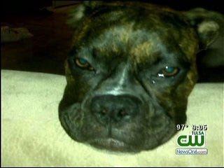 Catoosa Pet Owner Upset After Police Officer Shoots Dog