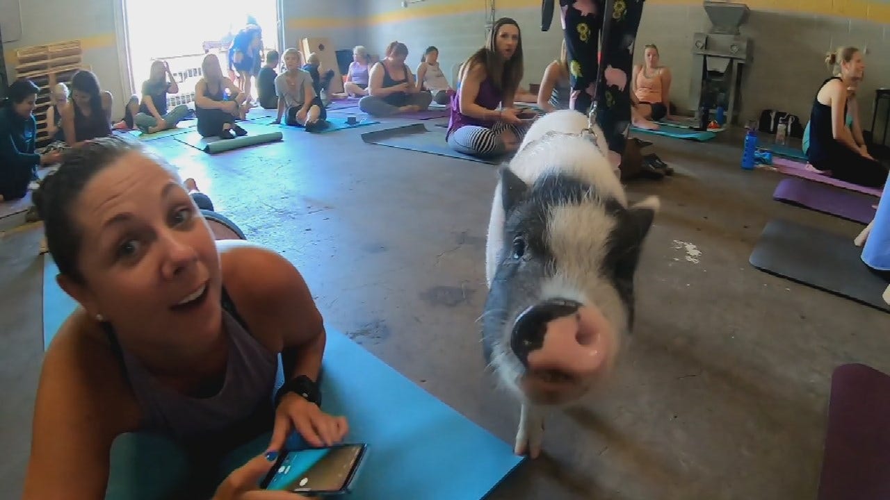 Watch: Colorado Pig Rescue Farm Hosts Pig Yoga Classes