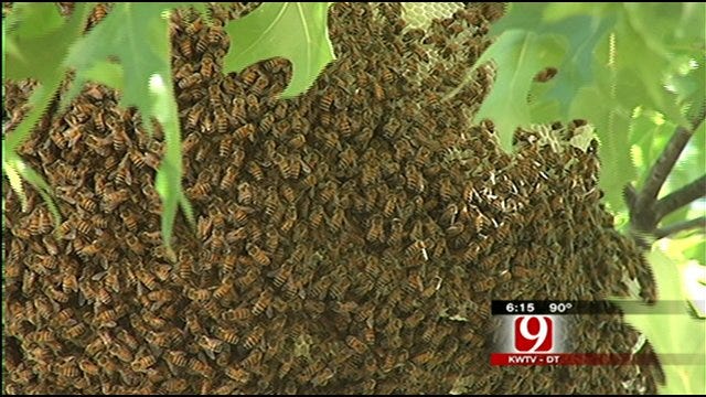 Large Swarm Of Bees Find New Home In Northwest OKC Neighborhood