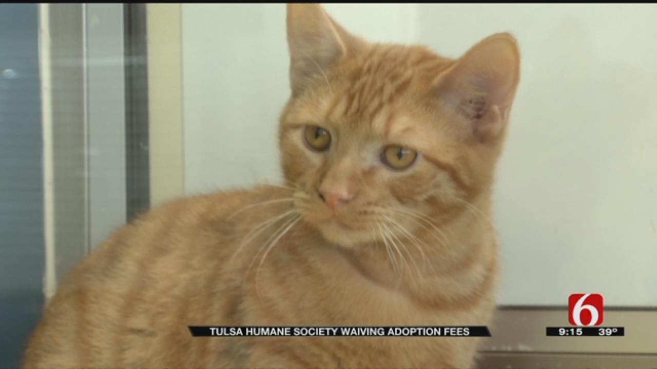 Tulsa Humane Society Waives Adoption Fees For Holidays