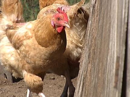 Oklahoma Egg Producer Wants To Set Record Straight