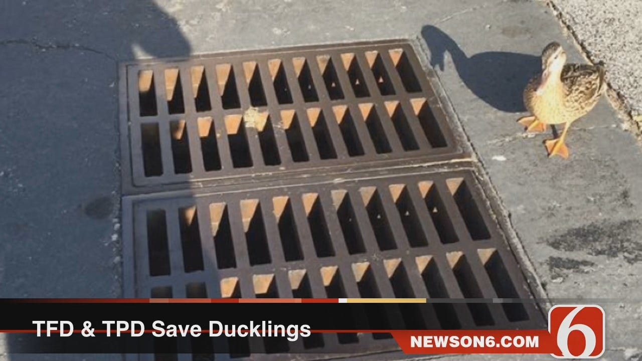 Melissa Hawkes: Tulsa First Responders Save A Dozen Ducklings