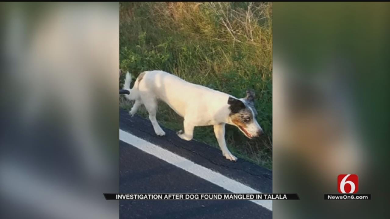 Dog Found With Intestines Pulled Out In Rogers County