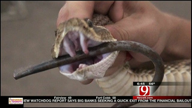 Fly The Coop: Getting Up Close And Personal With Rattlesnakes