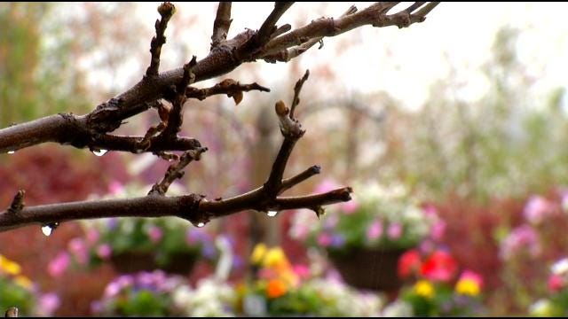 Spring Weather Teases Oklahoma Gardeners Before Freeze Sets In