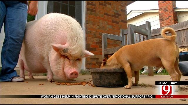 Woman Gets Help In Fight To Keep 'Emotional Support' Pig