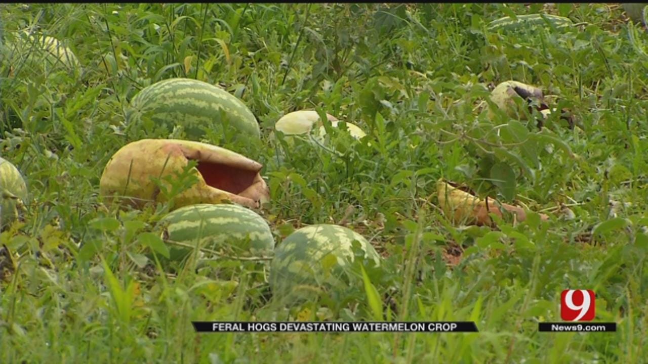 Feral Hogs Damaging Rush Springs Watermelon Crop