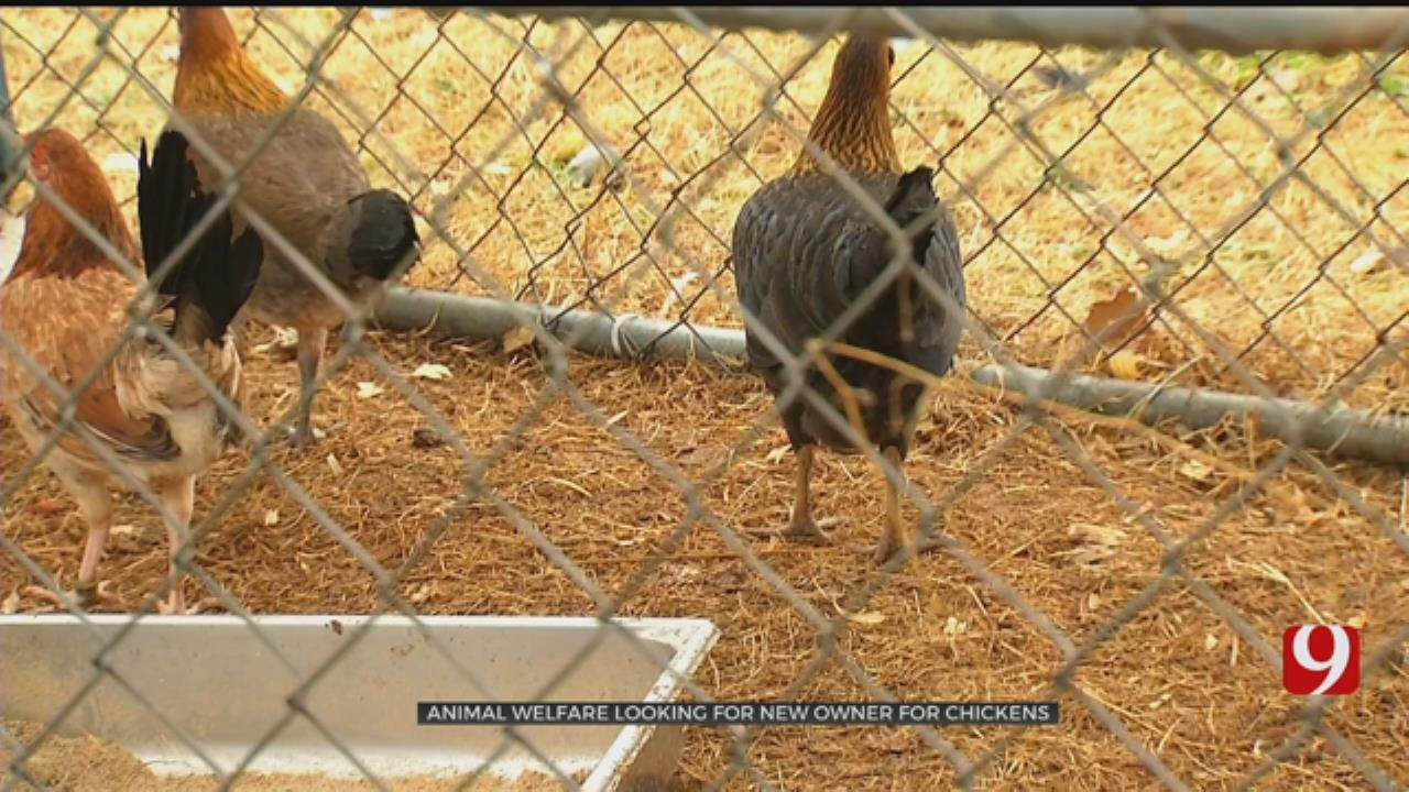 OKC Animal Welfare Looks For New Home For Chickens Seized In Possible Cockfighting Operation