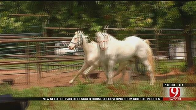 Equine Rescue Hopes To Raise Money Fore Rudy The Horse's Enclosure