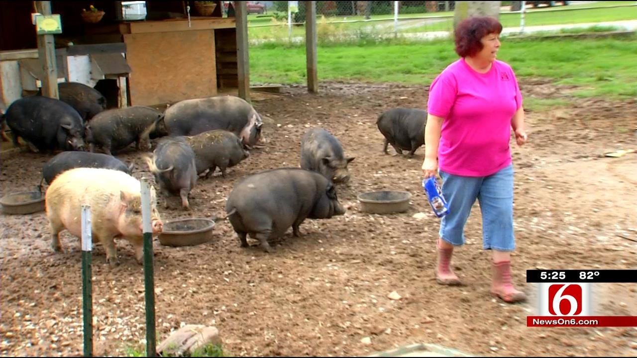 Sand Springs Woman Creates 'Hamalot' Haven For Potbellied Pigs