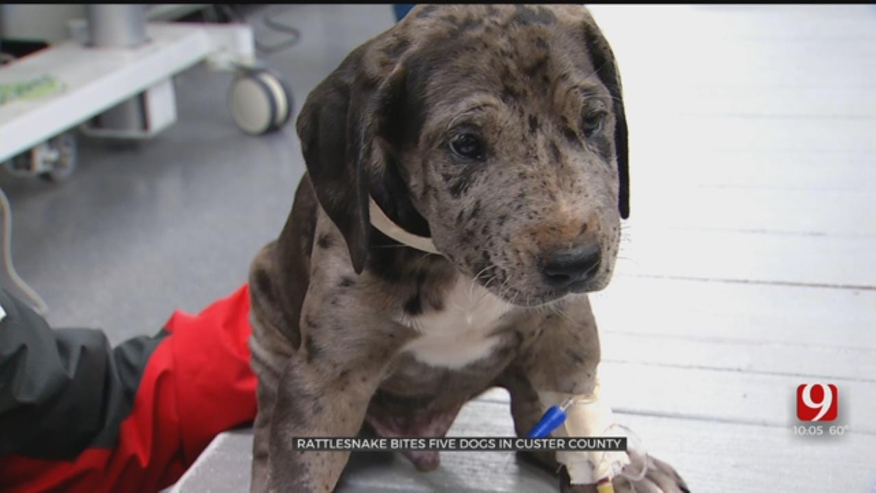 Puppies Recovering After Bitten By Rattlesnake In Custer County