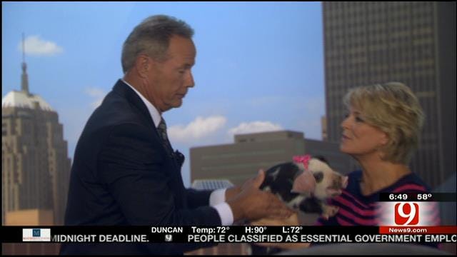 News 9 Anchor Stan Miller Kisses Pig On Live TV