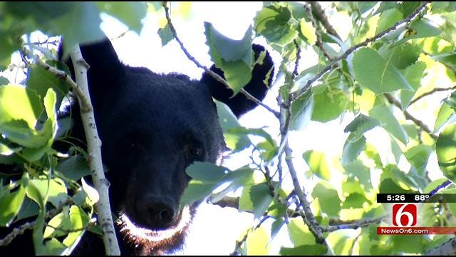 Bear In Tree Brings Wildlife Crews To Wagoner County