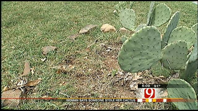 Thieves Steal Cactus From OKC Couple's Backyard