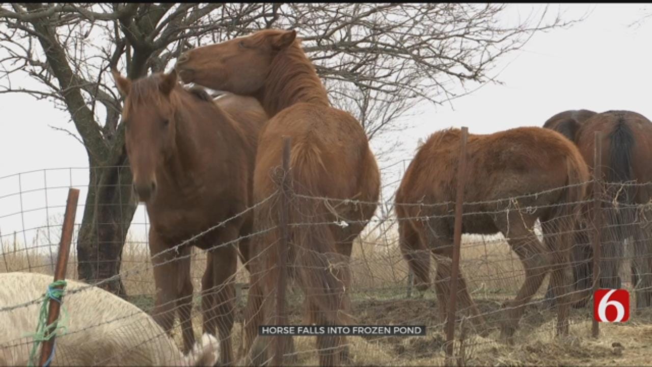 Skiatook Police Rescue Horse From Frozen Lake