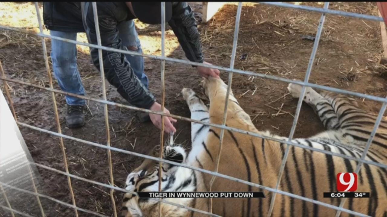 Wynnewood Tiger Put Down After Spinal Condition Discovered