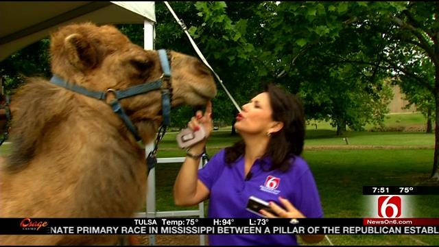 Wild Wednesday Previews Zoo Animals We See On News On 6 This Summer