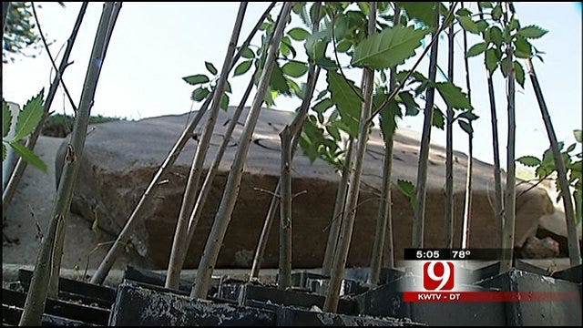 Oklahoma City Survivor Tree  Medium Tree Seedling –