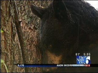 Black Bear Found In Rural Rogers County Being Relocated