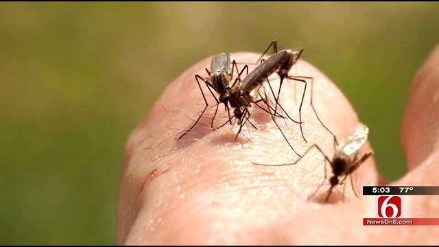 Experts Offer Tips To Keep Tulsans Safe From Mosquitoes