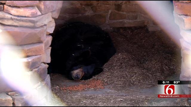 Creek County Woman Owner Of Two Black Bears