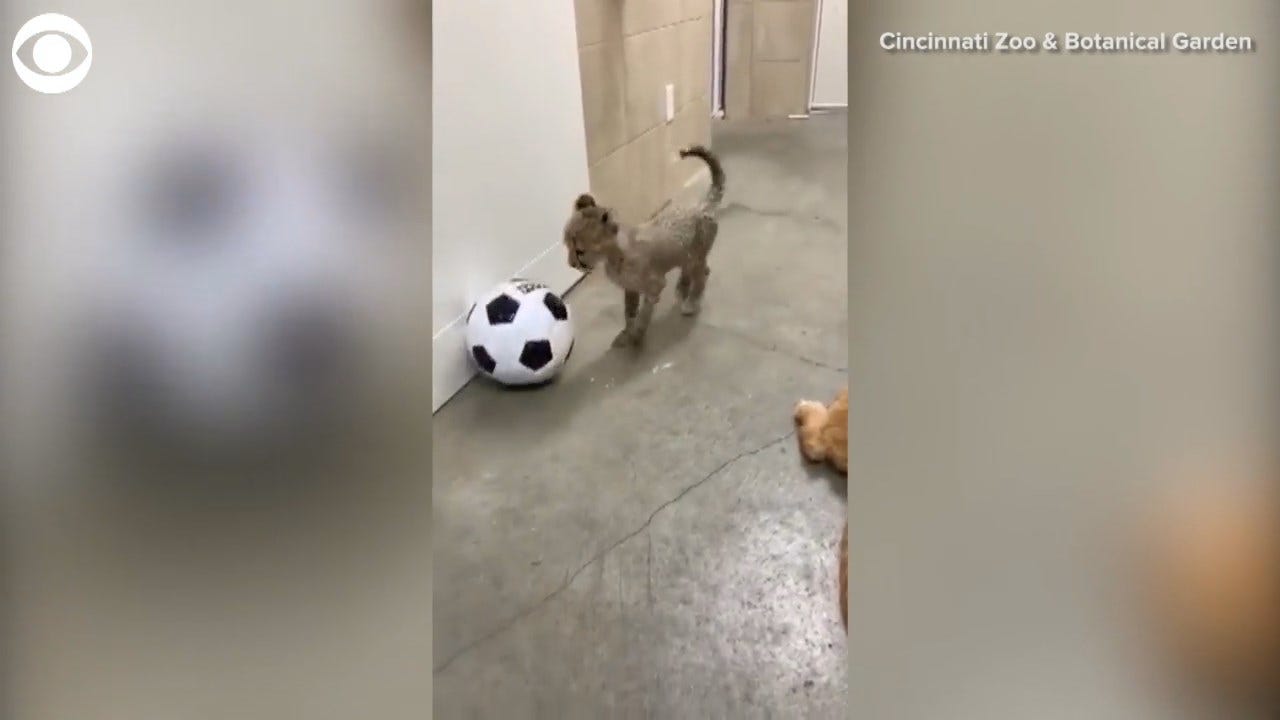 WATCH: Baby Cheetah Plays Soccer