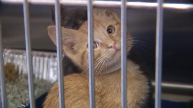 Tulsa Humane Society Cats Rescued From Guymon