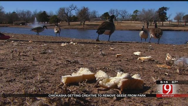 Officials Get Creative With Evicting 'Destructive' Geese From Chickasha Park