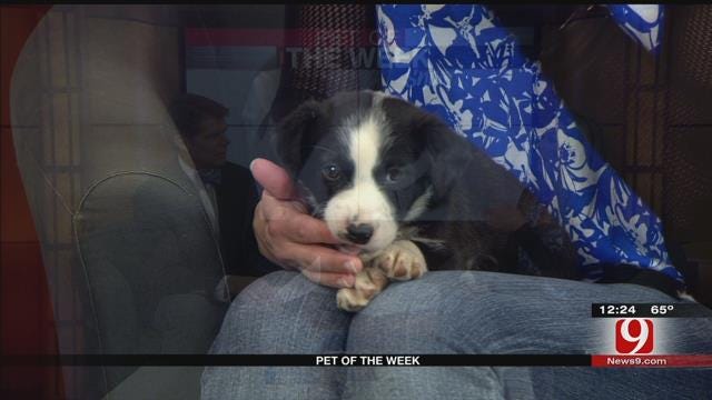 Pet Of The Week: Meet Snoopy