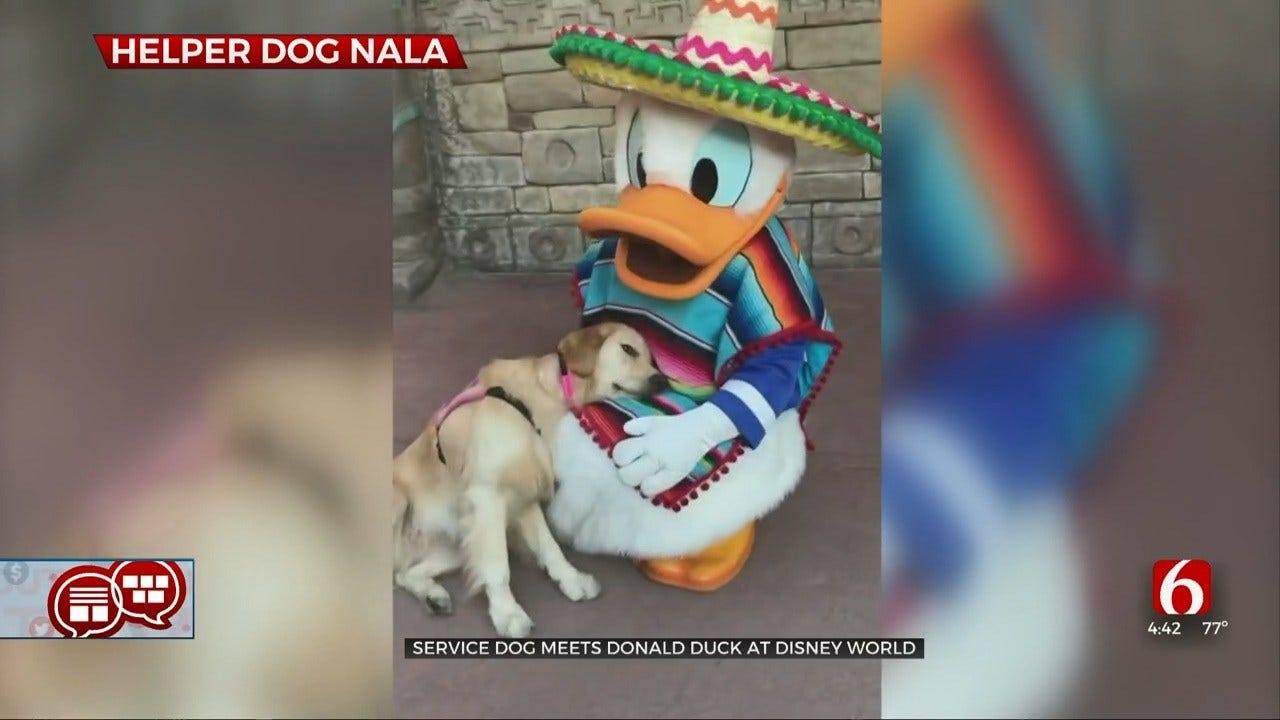 Something To Talk About: Service Dog Becomes Friends With Donald Duck