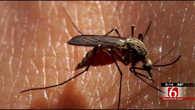 Tulsa Health Officials Warn Of Mosquito-Borne Virus, 'Chik-V'