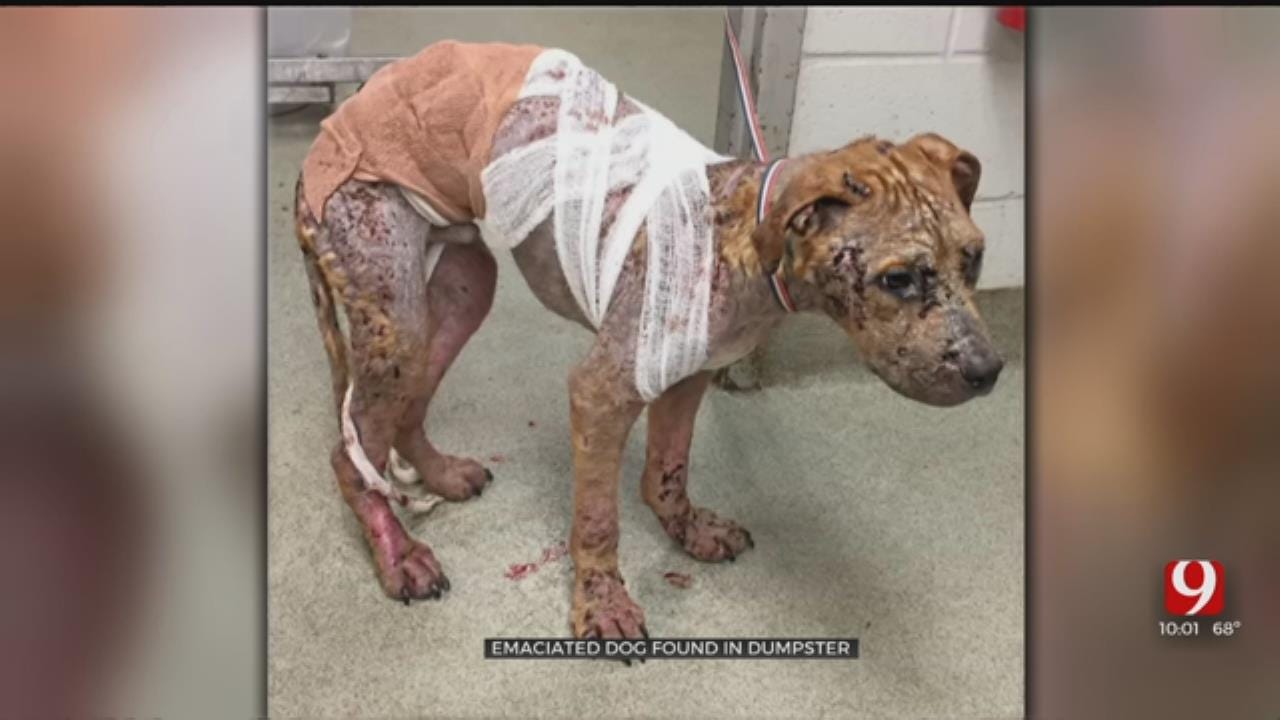 Emaciated Dog Found In Oklahoma City Dumpster
