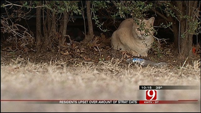 Feral Cats Invade Southwest OKC Neighborhood, Homeowners Upset