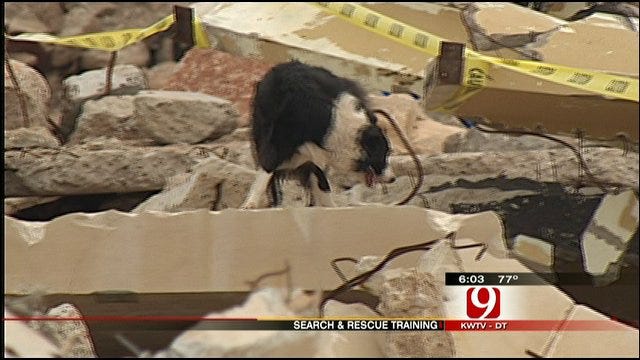 Rescue Dogs Put To The Test In OKC