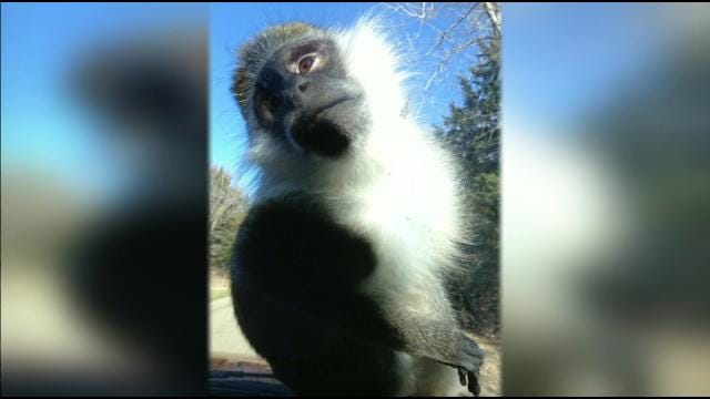 Escaped Pet Monkey Captured After Week On The Loose In Pawnee County
