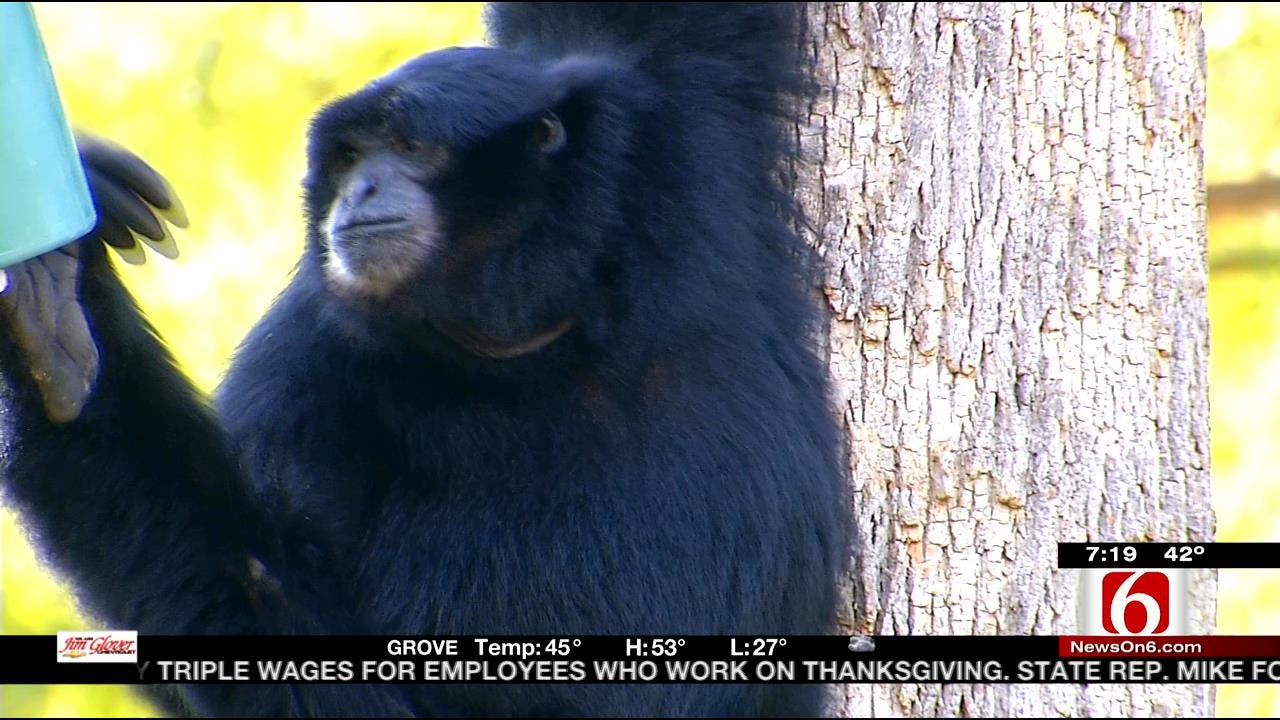 Wild Wednesday: Tulsa Zoo's Siamang Apes