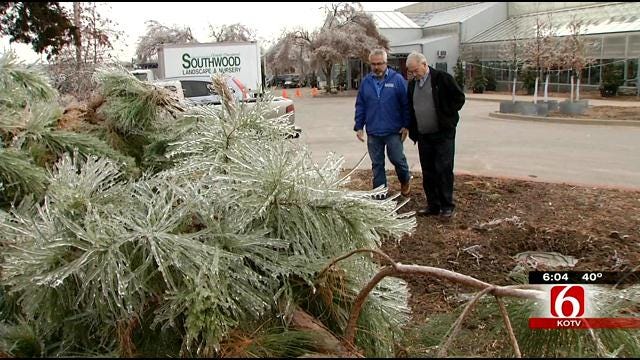 The Gardener Guy Offers Tips For Saving Trees Following Ice Storm
