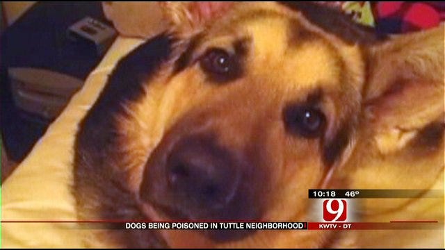Tuttle Residents Worried Dogs Are Being Poisoned