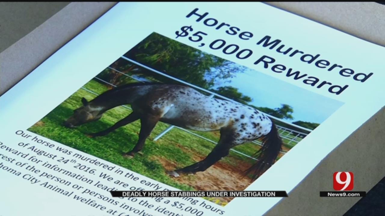 OKC Family Offering $5K Reward For Information On Horse Killer