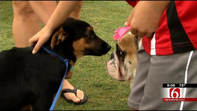 Homeless Animals Adopted At Tulsa Rock And Rescue