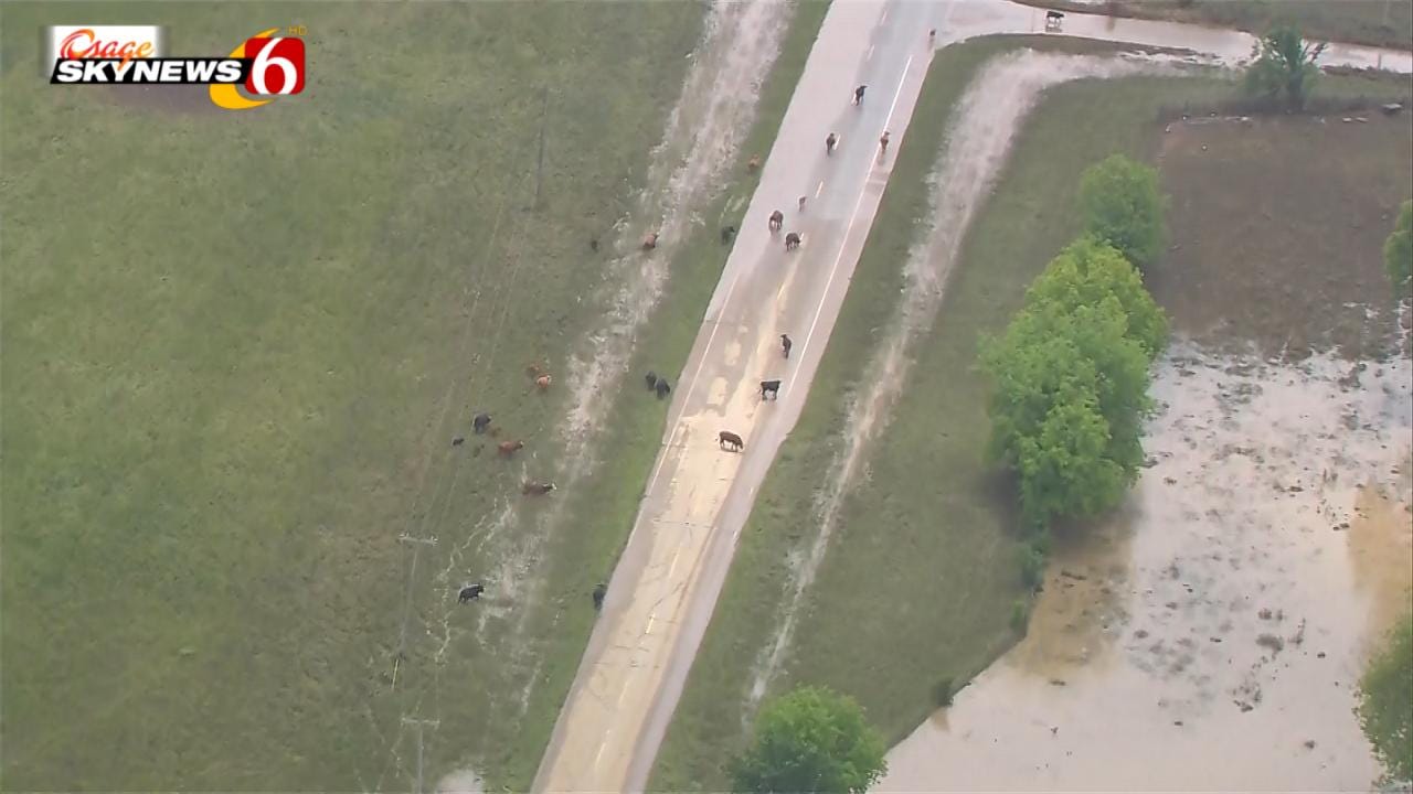 WATCH: Cattle Loose On Highway 62 In Muskogee County Flooding