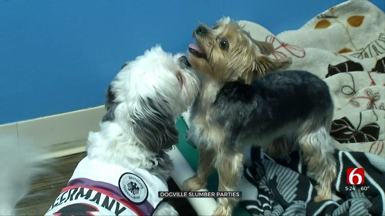 Tulsa Business Holds Slumber Parties For Dogs