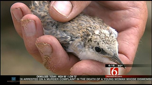Endangered Birds Nesting In Tulsa Are Being Disturbed, Experts Say