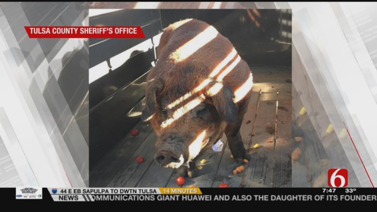 Large Pig Found Wandering In Tulsa Neighborhood