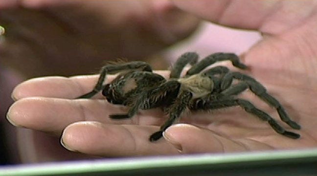 Creepy Crawlies Visit Six In The Morning For Hallowzooeen
