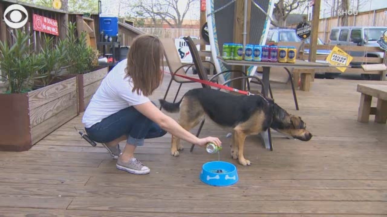 Houston Brewery Makes Beer For Dogs