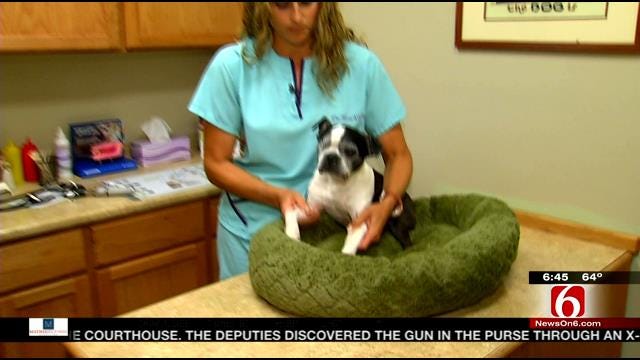 Oklahoma Pets Along With Their Owners Are Suffering From Allergies