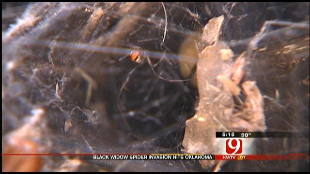 Oklahoma Residents Battling Black Widows
