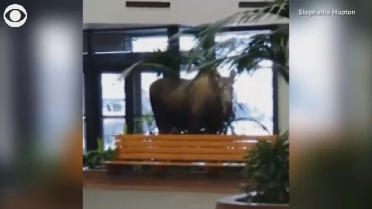 Moose Snacks On Plants In a Hospital In Alaska